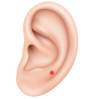 pajzsmirigy-piercing-helye.png