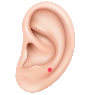 pajzsmirigy-piercing-helye.png